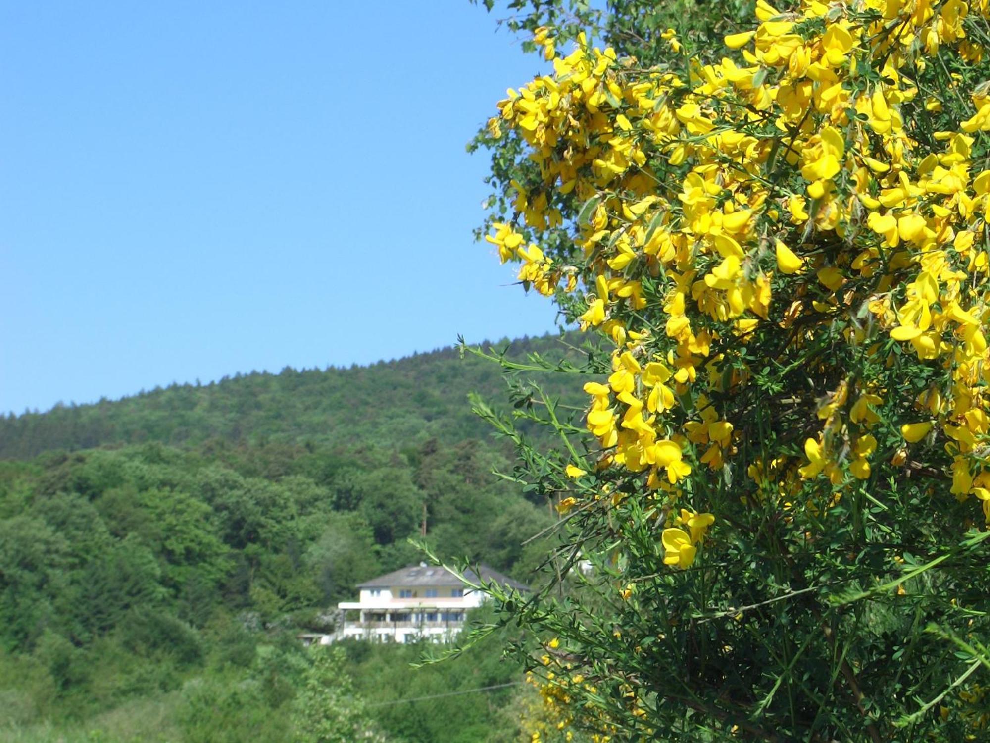 Zum Rebhang Bed & Breakfast Йострих-Винкел Екстериор снимка